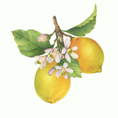 Fresh citrus yellow lemons fruit. Lemon tree branch with green leaves and flowers. Watercolor hand-drawn illustration on white background