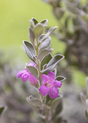 Texas Barometer Bush Texas Sage, Leucophyllum frutescens