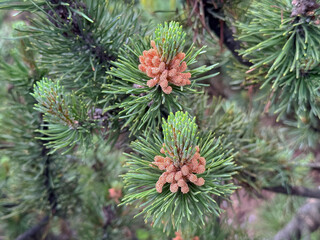 Close-up of green pine needles with brown cones in forest setting