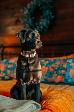 A black lab poses on a bed covered in mustard yellow coverlet with teal yellow and orange pillows in the background