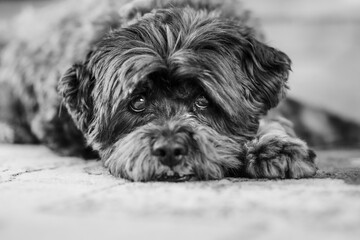 A black and white photo of a scruffy black dog laying on a rug gives the viewer puppy dog eyes © Sarah Wilson