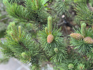 Close-up of evergreen pine tree with young cones in natural setting