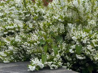 Lush white flowering shrubs with green leaves in full bloom
