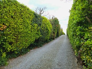 Obraz premium path in the park