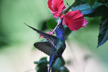 Hummingbird in its natural habitat feeding on flower nectar.