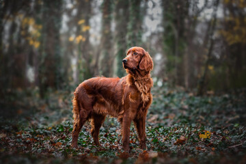 Irish setter standing gracefully amidst autumn leaves in a serene forest setting during a foggy...