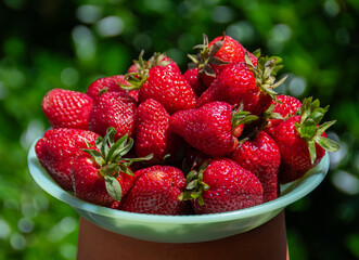 A bowlful of vibrant, freshly picked strawberries for a healthy summer snack or dessert