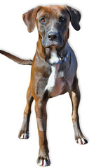 Boxer Pit Mix on White Background