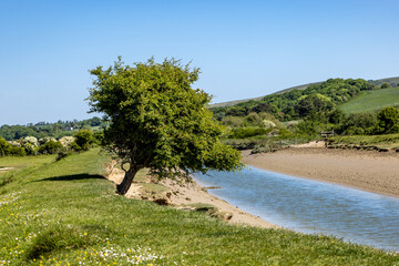A hawthorn tree on the riverbank of the River Cuckmere in Sussex, with a blue sky overhead