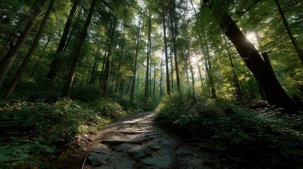 Obraz premium Sunlit Forest Path Through Tall Trees, Offering Serenity and a Journey Into Nature, Ideal for Wellness Retreats and Outdoor Adventure Campaigns : Generative AI