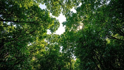 Fototapeta premium Aerial view of lush green jungle canopy with sunlight filtering through revealing layers of vibrant tree crowns