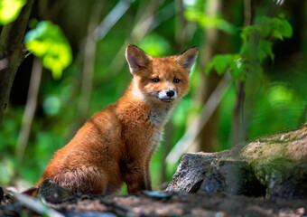 portrait of adorable animal red fox cub in spring park sitting among rocks and grass