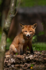 portrait of adorable red fox cub sitting in spring sunny park and smiling
