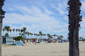 beach with palm trees and blue sky