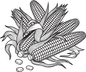 Detailed line art illustration of fresh corn on the cob with kernels