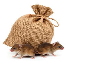Two mice next to a bag on a white background. Space for text.