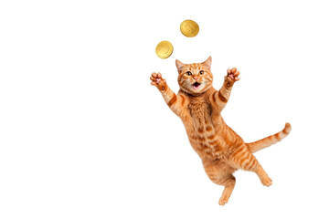 Obraz premium Ginger cat with coins on a white background. Space for text.