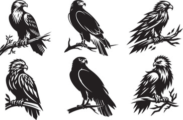 Collection of six black and white eagles perched on branches