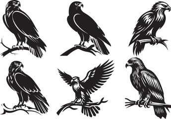 Six black and white hawk and eagle illustrations perched and in flight