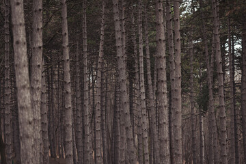 Fototapeta premium Dense forest with tall pine trees in a twilight setting creates a serene atmosphere for nature lovers and hikers