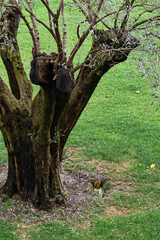 Fototapeta premium Majestic old olive tree with a thick, twisted trunk and gnarled bark, standing in a sunlit Mediterranean landscape. A symbol of strength, endurance, and the timeless beauty of nature.