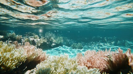 Underwater Scene with Vibrant Coral Reef and Clear Blue Water