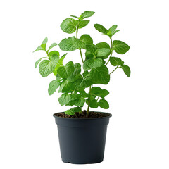 Growing fresh mint plant in pot indoor culinary herb garden spearmint on transparent background