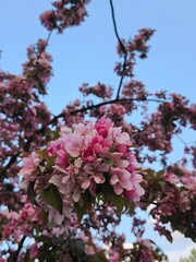 pink cherry blossom