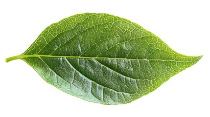 A vibrant, isolated green leaf is prominently displayed in the stock photo.