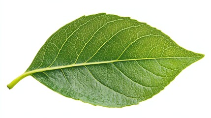 Obraz premium A vibrant, isolated green leaf is prominently displayed in the stock photo.