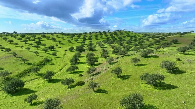 Castro Marim carob trees hill in Algarve in Guadiana river Portugal