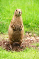 Prairie Dog, standing on soil and grass, in zoo setting