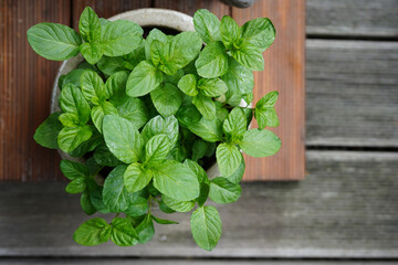 Fresh orange mint (Mentha piperita citrata) in a glazed beige clay pot. The aromatic herb features healthy, serrated green leaves.  © Olivia Neuhaus