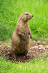 Prairie Dog, standing on soil and grass, in zoo setting
