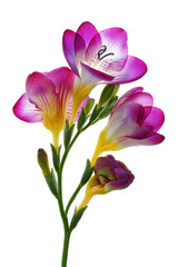 Obraz premium Vibrant Freesia Flowers A Stunning Close-Up Photograph