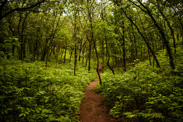 footpath in the forest
