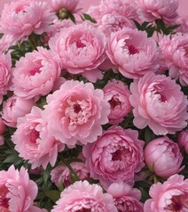 Fototapeta premium Dense cluster of pink peonies, soft pink backdrop, flower bouquet, lush, botany