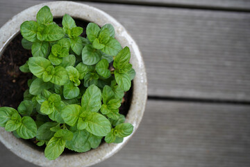 Fresh orange mint (Mentha piperita citrata) in a glazed beige clay pot. The aromatic herb features healthy, serrated green leaves. 