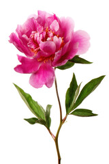 Vibrant Pink Peony Flower Blossom Isolated on White Background