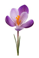Fototapeta premium Stunning Purple Crocus Flower Blooming in Springtime