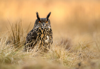 Eurasian eagle owl ( Bubo bubo ) close up