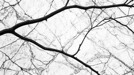 Fototapeta premium Black and White Minimalist Nature Abstract with Branches and Marble