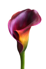 Vibrant Dark Purple Calla Lily Flower Close-Up Studio Shot
