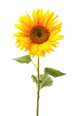 Naklejka premium Vibrant Single Sunflower Isolated on White Background A Stunning Floral Image