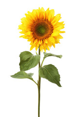 Vibrant Single Sunflower Isolated on White Background