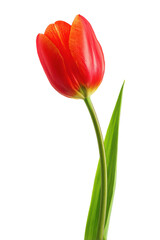 Naklejka premium Vibrant Red Tulip A Single Bloom Isolated on White Background