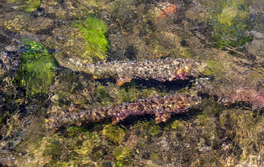 Trout Abstract