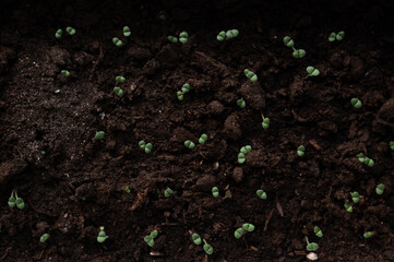 Small sprouts growing from dark fertile soil