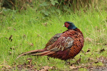 Common ring necked pheasant on grassy, leafy ground, landscape format