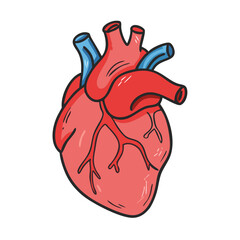realistic human heart icon, realistic human heart vector illustration-simple illustration of realistic human heart, perfect for realistic human heart logos and icons